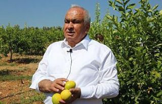 Başkan Tollu: "Limonda ihracat kapıları bir...