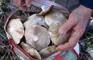 Bayburt’ta mantar sezonu başladı