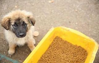 Bayburt’ta sokak hayvanları için mama ve su bırakıldı