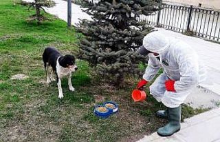 Bayburt’ta sokak hayvanları unutulmuyor