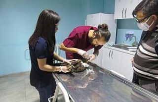 Bayburt’ta yaralı bulunan şahin ve baykuş tedavi...
