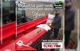 Bayburt’ta yulaf çeşit demonstrasyon ekimi yapıldı
