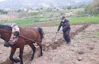 Bekçi, kara sabanla tarla sürdü