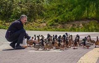 Belediye Başkanı Uluabat’taki ördekleri elleriyle...