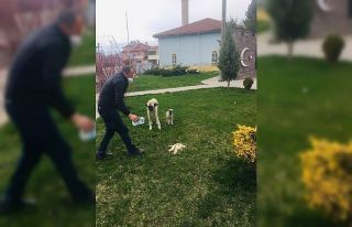 Belediyeden sokak hayvanlarına yiyecek