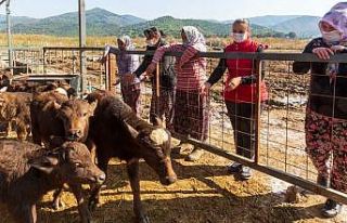 Belediyenin hibe ettiği mandalar 13 yavruyla kadınların...