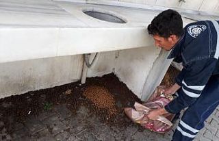 Biga’da sokak hayvanlarına yardım