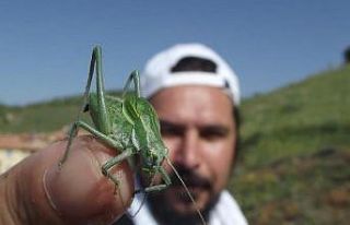 Bilim insanları uyarıyor: ”Böcek istilasına...