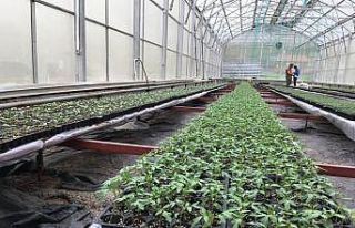 Bingöl Üniversitesinde  fide üretimi