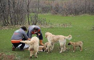 Bingöl’de sokak hayvanlarına yem ve mama bırakıldı