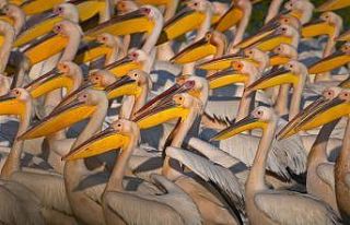 Binlerce kilometre öteden geldiler...Balıkçılar...