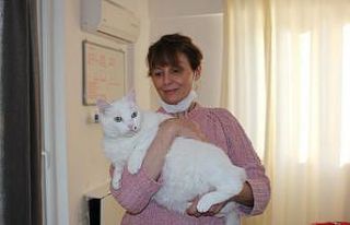 Bir kedisi havalı tabancayla vurulan turist kadın...