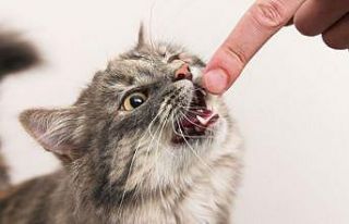 Biri tırmaladı biri ısırdı