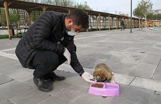 Bismil Belediyesi sokak hayvanlarını unutmadı