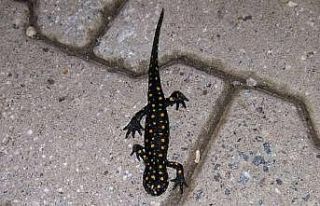 Bitlis’te ’benekli Anadolu semenderi’ görüntülendi