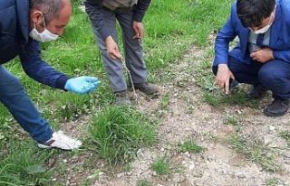 Bitlis’te çekirgeyle mücadele çalışması