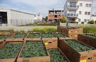 Bodrum Belediyesi korona tarım acil eylem planında...