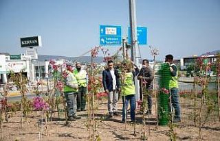 Bodrum çiçeklerle donatılıyor