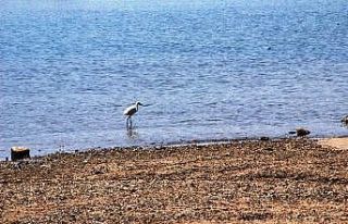 Bodrum’a sessizlik çökünce Gümbet sahilinde...