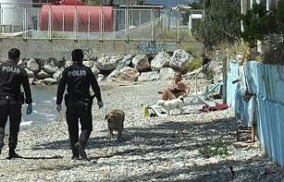 Bodrum’da sahilde sere serpe güneşlenirken yakalandı