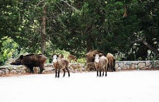 Bodrum’da şehre inen domuzu beslediler