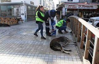 Bodrum’da sokak hayvanlarına 11 bin kilo mama dağıtıldı