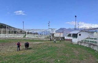 Boğaları güreştirdiler, 11 bin 18 TL ceza yediler