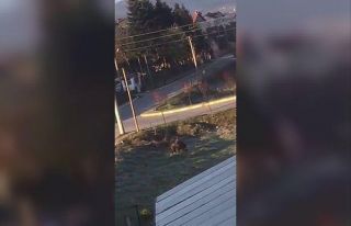Bolu’da, yaban hayvanları yerleşim alanlarına...