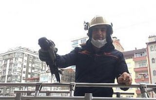 Boş eve girerek mahsur kalan karga kurtarıldı