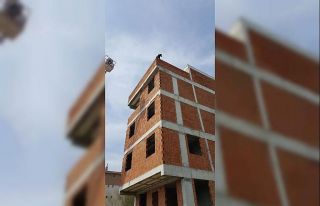 Boş inşaatın çatısına çıkan köpek düşmekten...