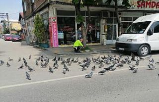 Boş sokaklarda yiyecek bulmakta zorlanan kuşları...