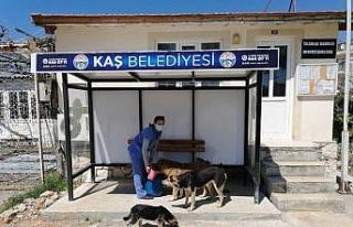 Boş sokakların keyfini kaplumbağa çıkardı, sokak...