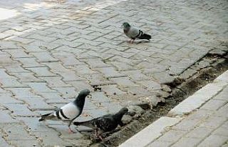Boşalan caddeler kumrulara kaldı