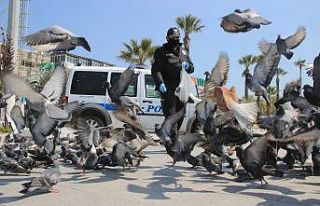 Boşalan sahillerde kalan kuşlara polisler sahip...