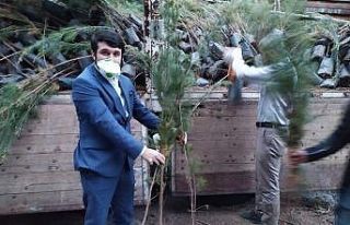 Boşatlılar Derneğinden fidan dağıtımı