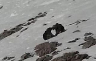 Boz ayıların karda kayak  keyfi