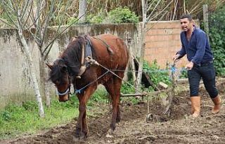 Bu da at eğitmeni, eğitimi başarı ile geçen atların...