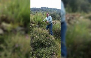 Burhaniye’de kekik hasadına başlandı