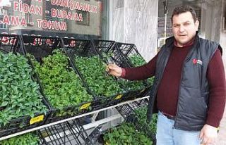 Burhaniye’de sebze meyve dikimine başlandı