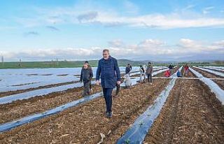 Bursa’da erkenci karpuz ekimi yapıldı
