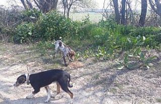 Bursa’da sokak hayvanlarına dost eli