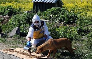 Büyükçekmece’de sokak hayvanları unutulmuyor