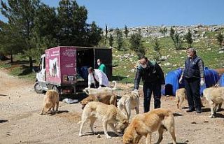 Büyükşehir 4 Nisan Sokak Hayvanları Koruma Günü’nü...