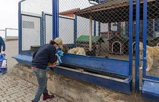 Büyükşehir her canlının yanında