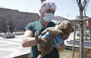 Büyükşehir sokak hayvanlarını unutmadı