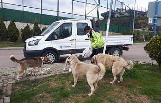 Büyükşehirden sokak hayvanlarına 20 ton mama