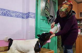 Buzağı destekleme işlemlerinde başvuru şartı...