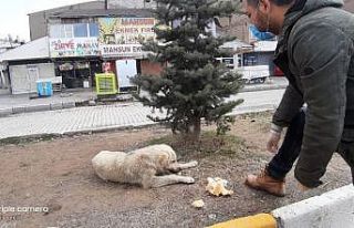 Çaldıran Belediyesinden sokak hayvanlarına yiyecek...