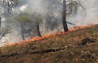 Çanakkale’de orman yangını