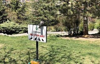 Çankaya Belediyesi, sokaktaki can dostları ihmal...